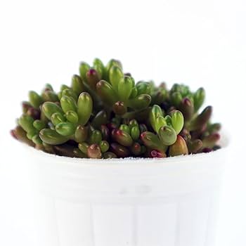 Amazon｜ITANSE セダム 虹の玉(ニジノタマ) 2.5号 3個